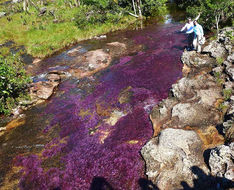 Caño Cristales i Colombia.