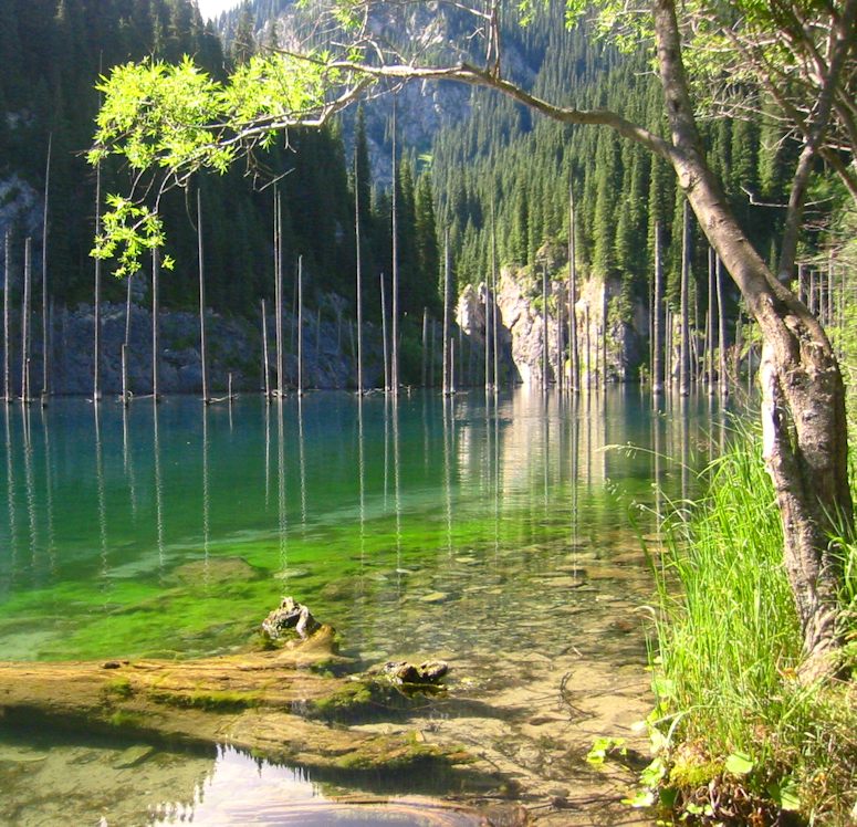 Skog under ytan - sjunken skog - i Kaindysjn i Kazakstan.