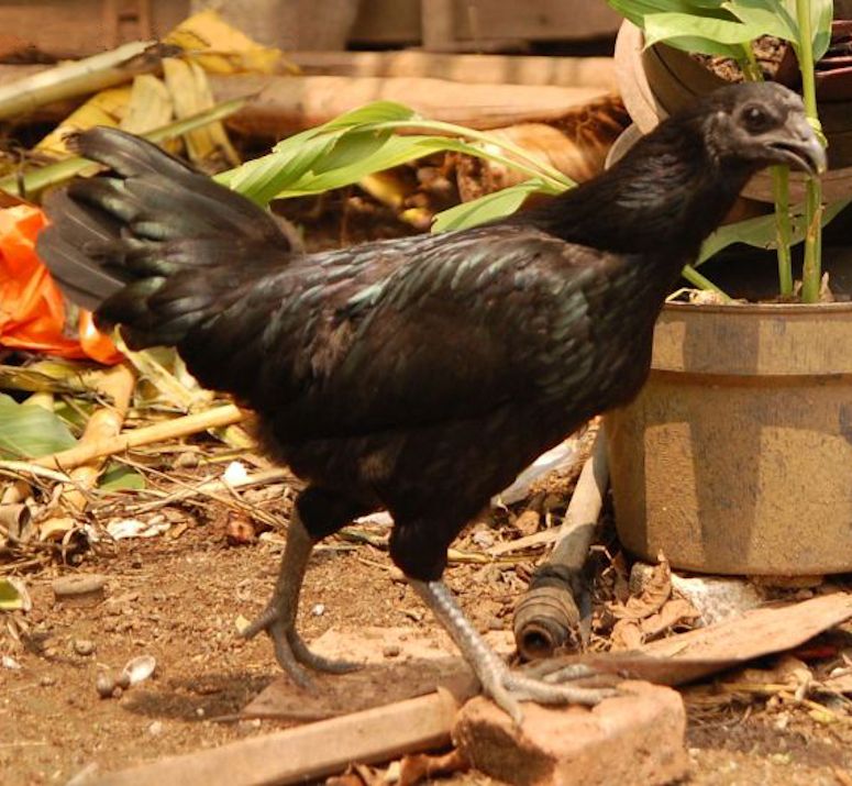 Ayam Cemani - hönsras där allt är svart.