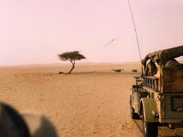 Världens ensammaste träd - Arbre du Ténéré i Saharaöknen.