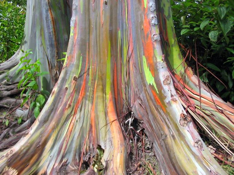 Regnbågseukalyptus - trädet med färgglad bark