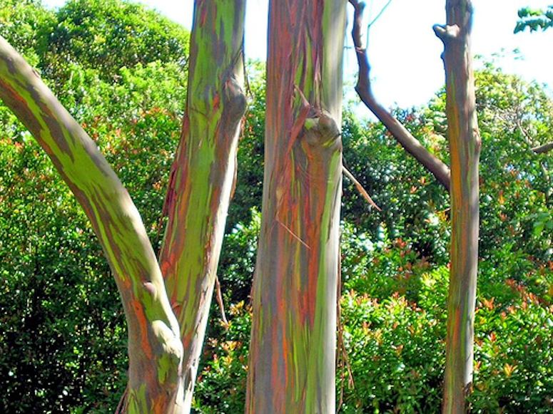 Eucalyptus deglupta - det regnbågsfärgade trädet