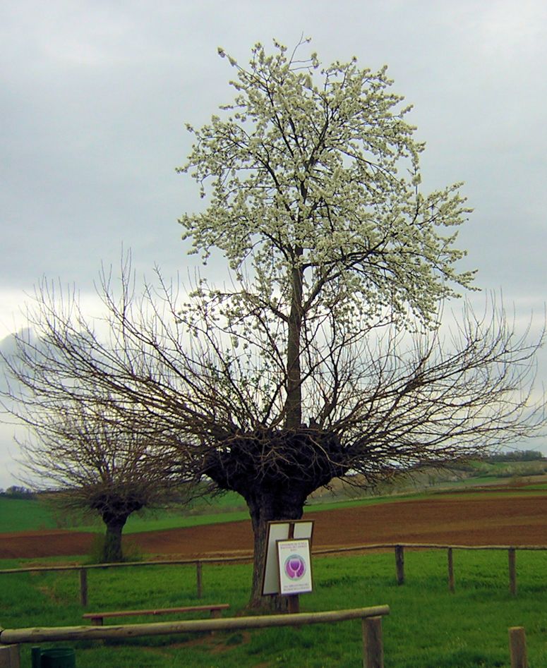 Dubbelträdet i Casorzo (Bialbero de Casorzo), ett träd växer ovanpå ett annat.