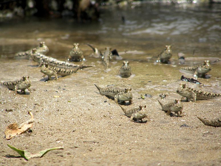 Fiskar (slamkrypare, Oxudercinae) p land