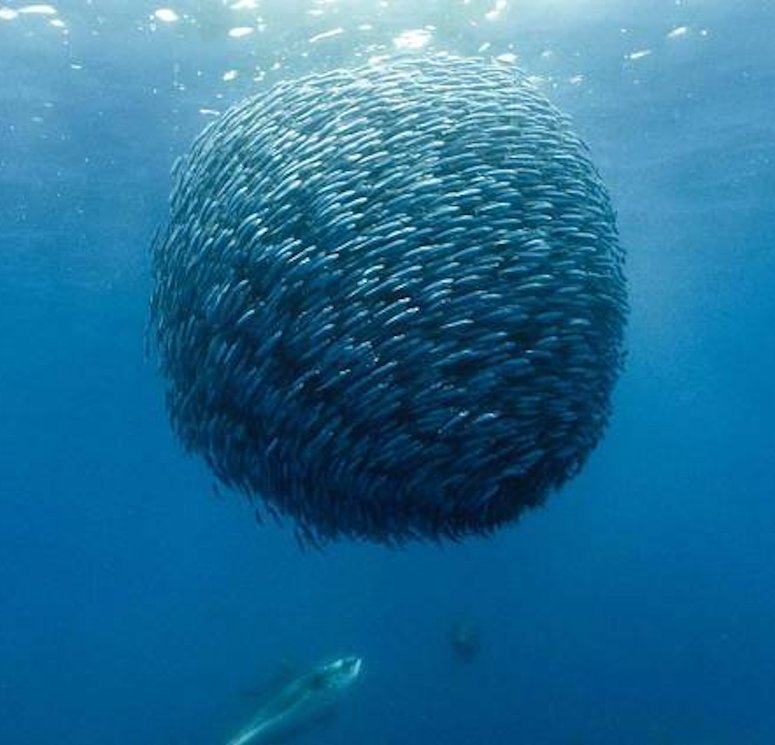 Fiskboll - ett stim av fisk jagat och under stort hot av rovdjur.