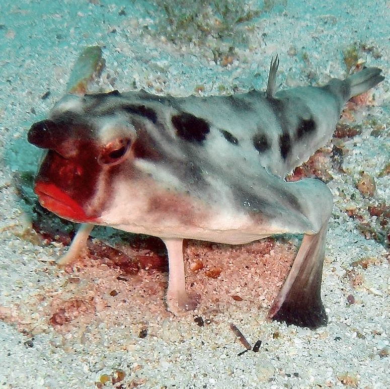 Ogcocephalus darwini - fisken med de fylliga, röda läpparna (pussmun).