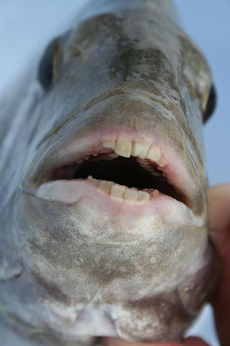 Fårhuvudfisk, med tänder som en människa