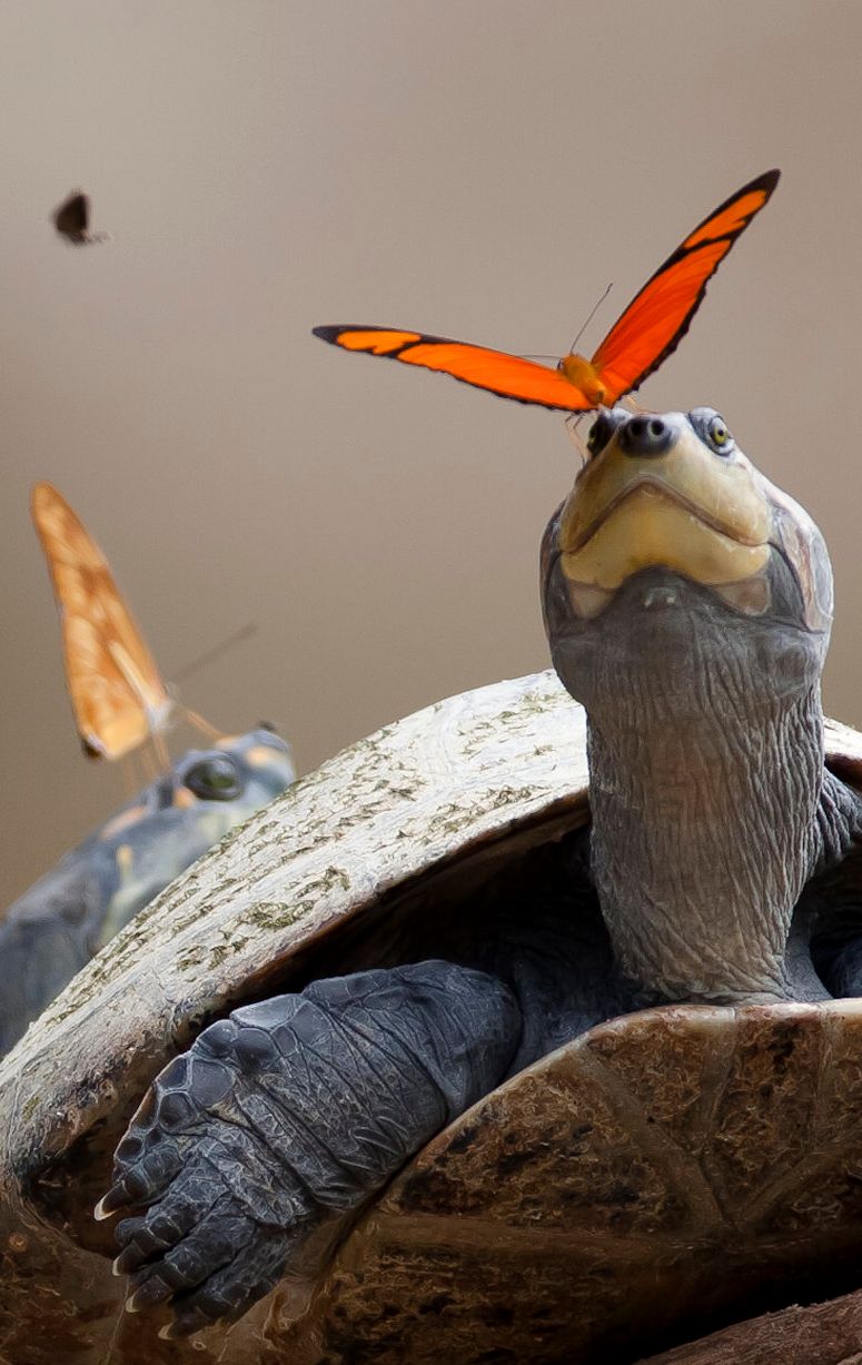Fjäril i Amazonas regnskog dricker tårar från sköldpadda.