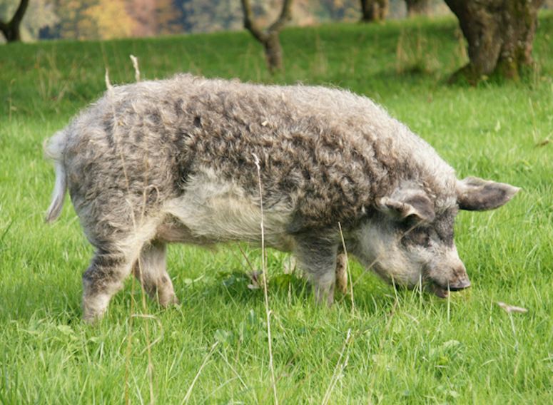 Ungerskt ullsvin (mangalica) - grisen med ullig päls.