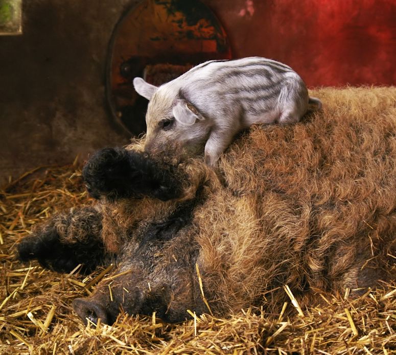 Ungerskt ullsvin (mangalica) - grisen med ullig päls.