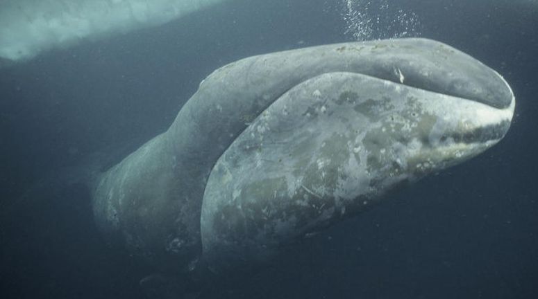 Grönlandsval - världens äldsta däggdjur.