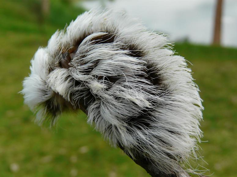 En fjrilslarv inom flanellmalar (Megalopygidae), som ser ut som en hrboll.