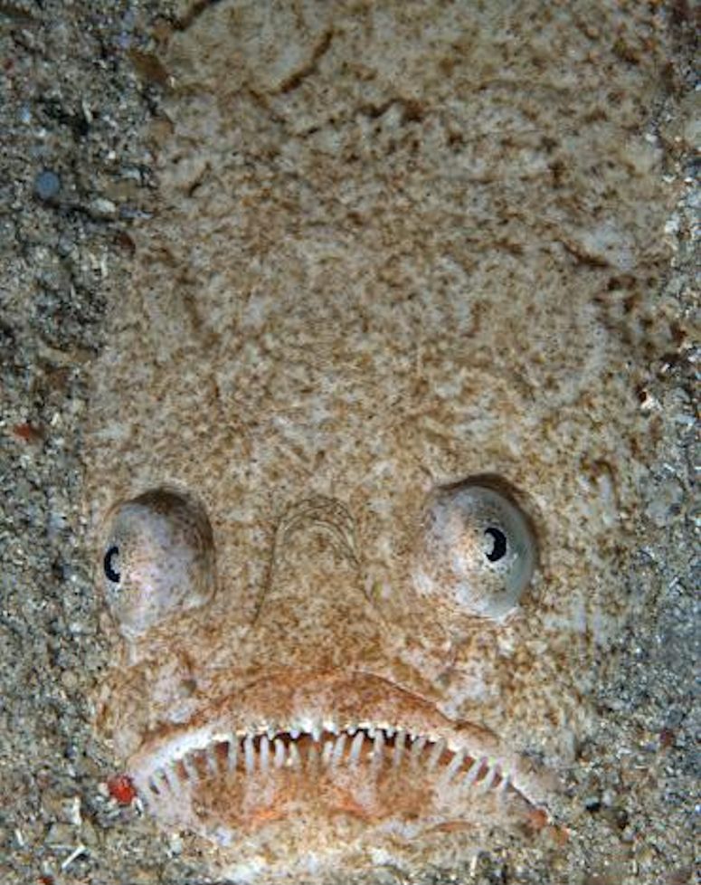 Havets onda superhjältar sjärnkikarfiskarna - ansikte i sanden.