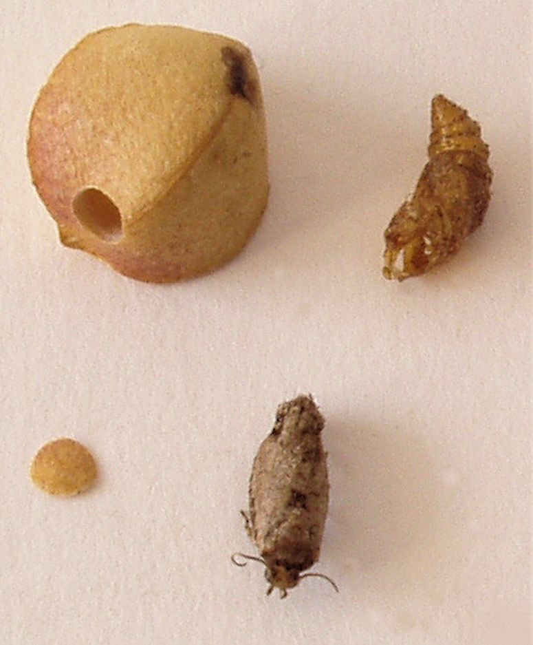Hoppande bönor (frijoles saltarines), där larv kommit ut genom hål.