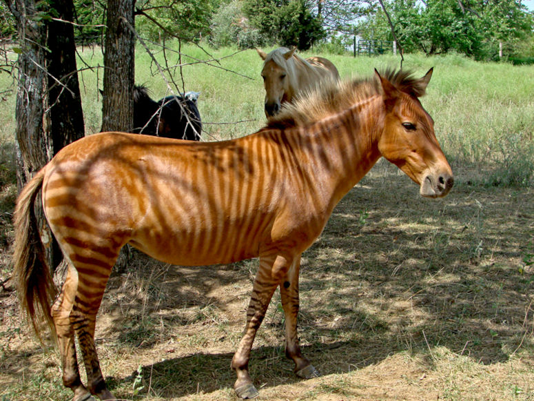 En zorse, alltså en hybrid mellan häst och zebra. Brun med svarta ränder.