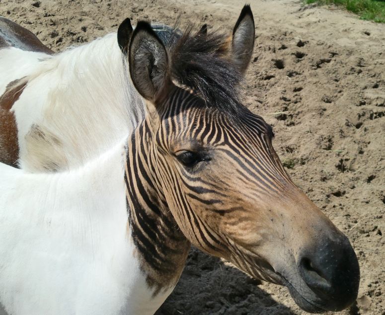 Eclyse, en zorse, allts en hybrid mellan hst och zebra.