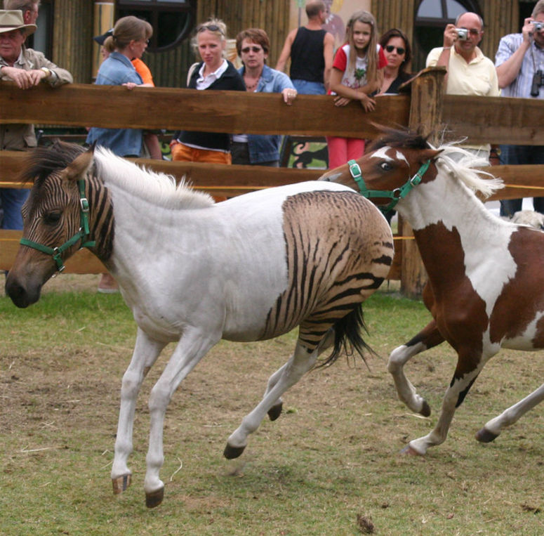 Eclyse, en zorse, alltså en hybrid mellan häst och zebra.