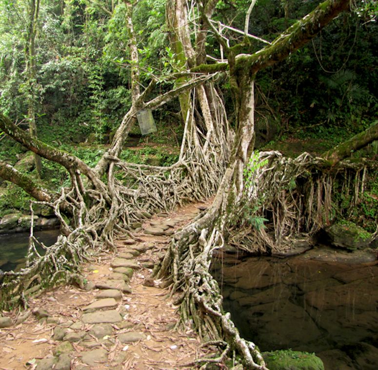 Bro av rtter i Meghalaya i Indien.