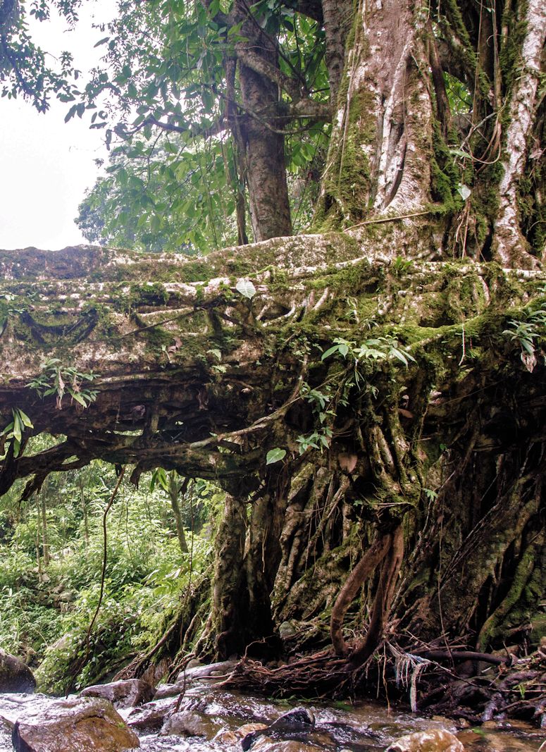 Bro av rtter i Meghalaya i Indien.