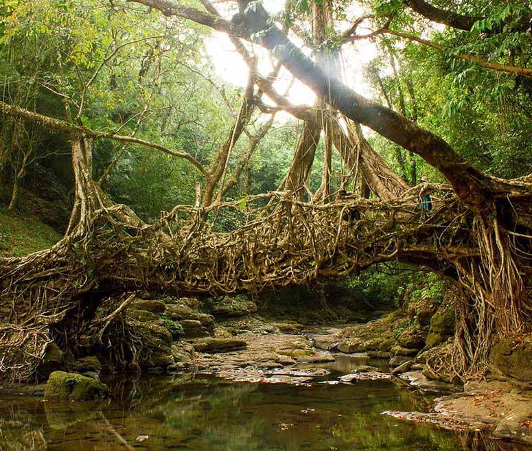 Bro av rötter i Meghalaya i Indien.