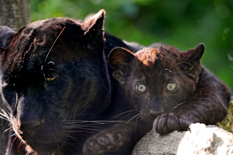 Jaguar med melanism, vilken d kallas panter.