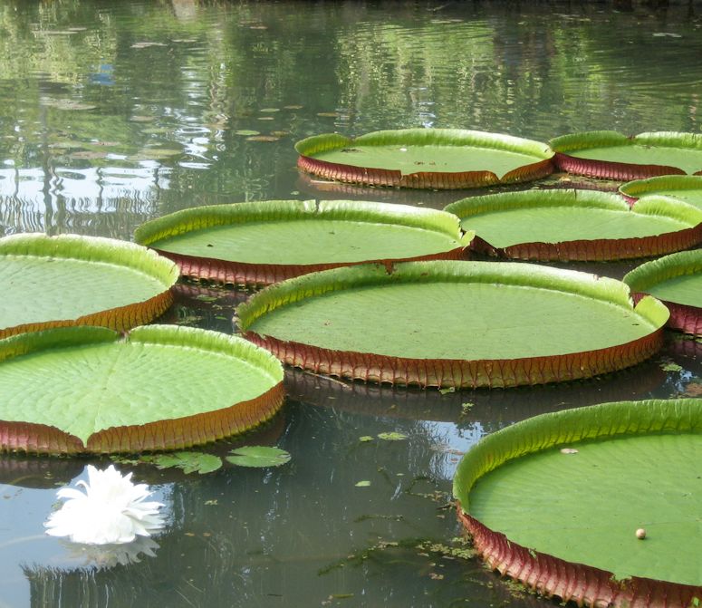 Jttenckros (Victoria amazonica) r vrldens strsta nackros.