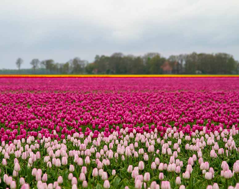 Tulpanflt i Nederlnderna (Holland).