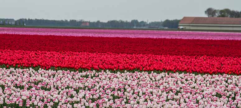 Tulpanfält i Nederländerna (Holland).