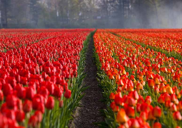 Tulpanfält i Nederländerna (Holland).