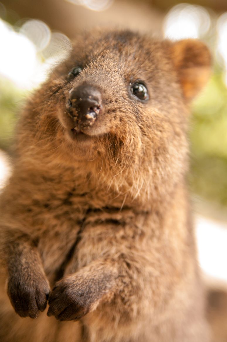 En leende och st quokka - vrldens gladaste djur