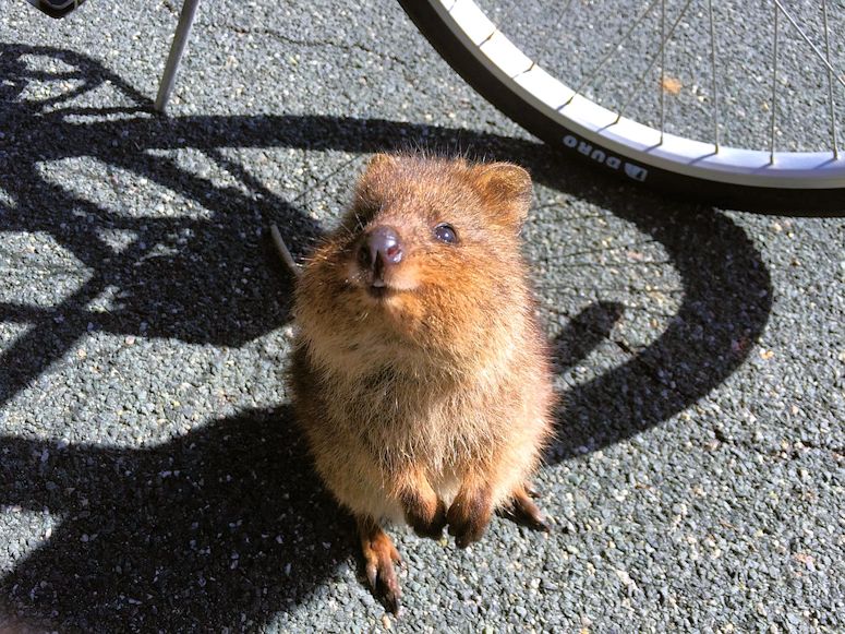 Vrldens lyckligaste djur, Quokka.