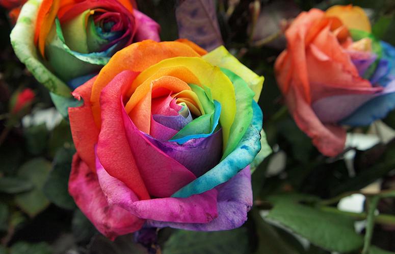 Blomman hos en ros färgad som en regnbåge.