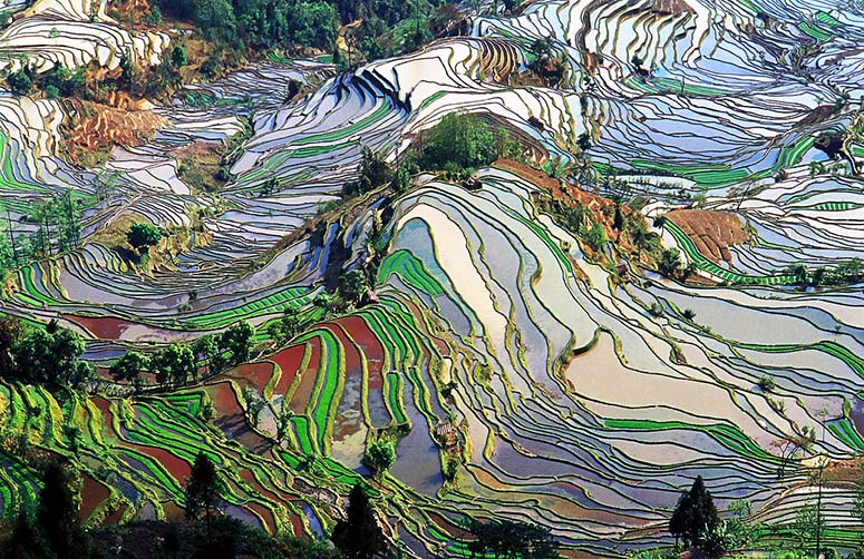 Risodlingsterrasser i Kina, sett från ovan