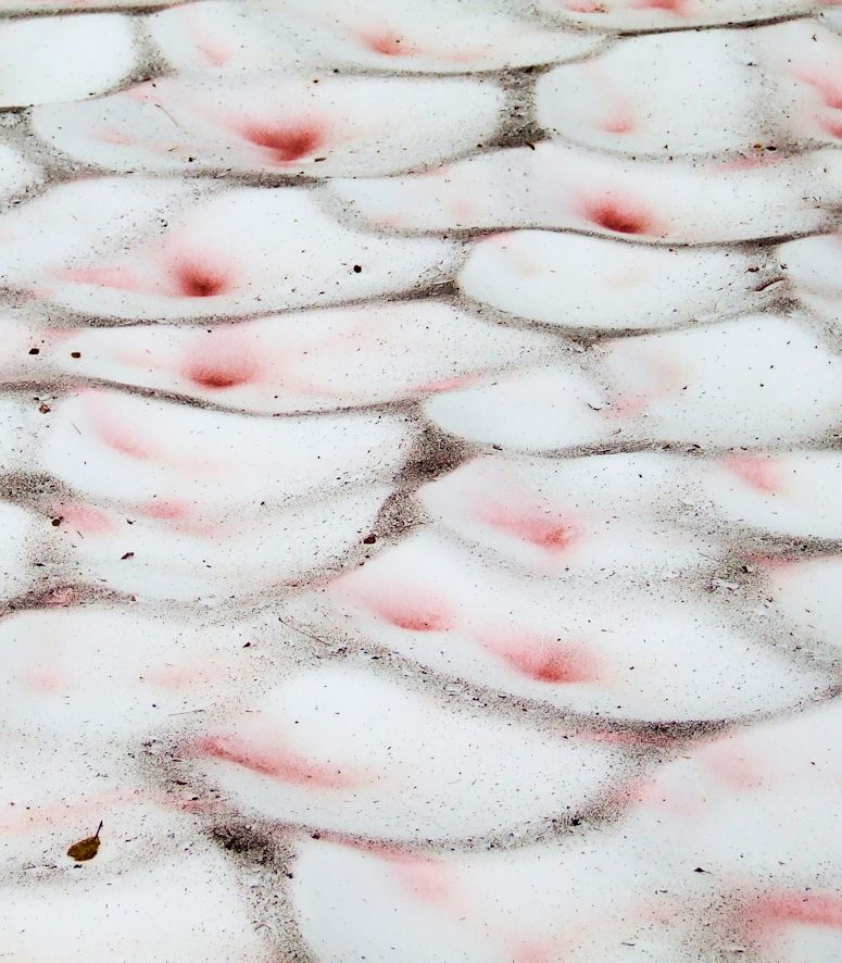 Röd snö orsakad av den encelliga algen Chlamydomonas nivalis.