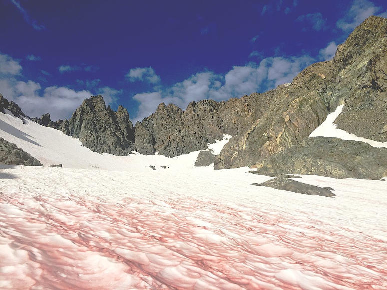 Röd snö orsakad av algen Chlamydomonas nivalis.