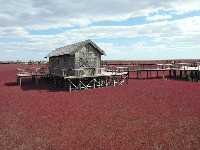 Växter av släktet Saueda skapar röd strand i Kina.