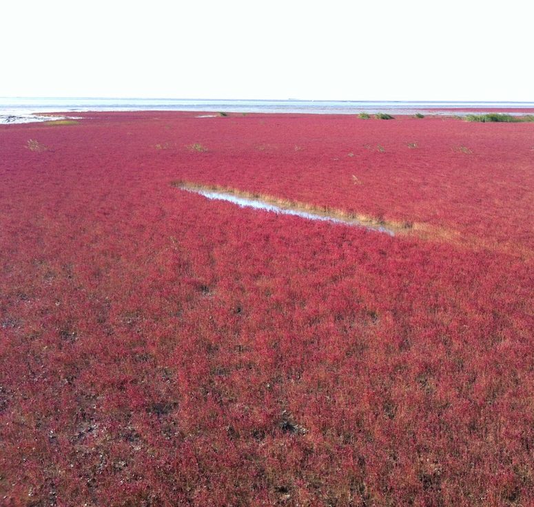 Växter av släktet Saueda skapar röd strand i Kina.