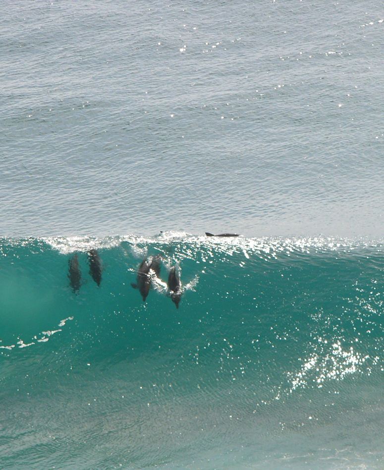 En grupp delfiner surfar på en våg