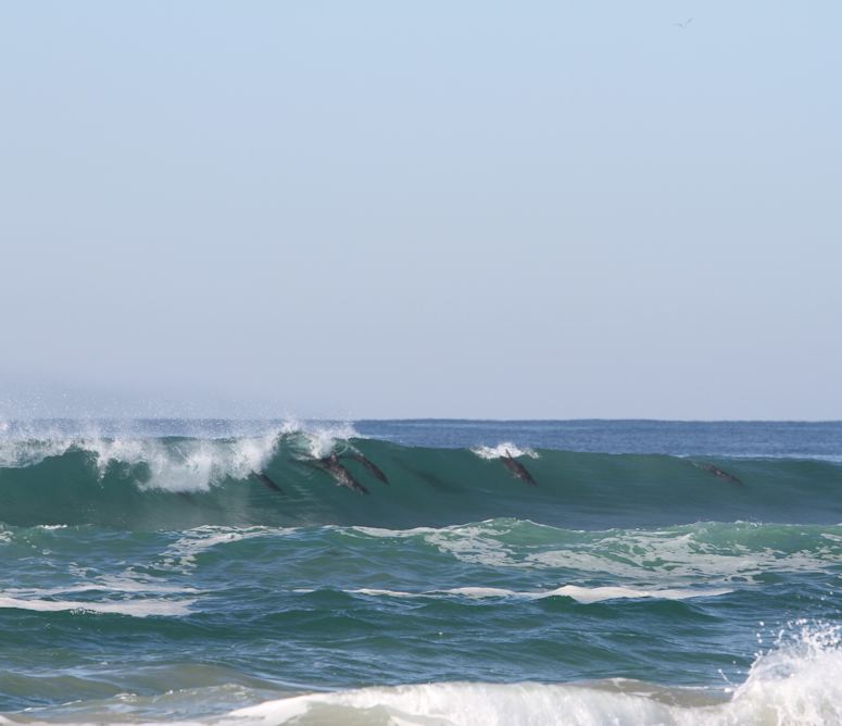 En grupp delfiner surfar på en våg