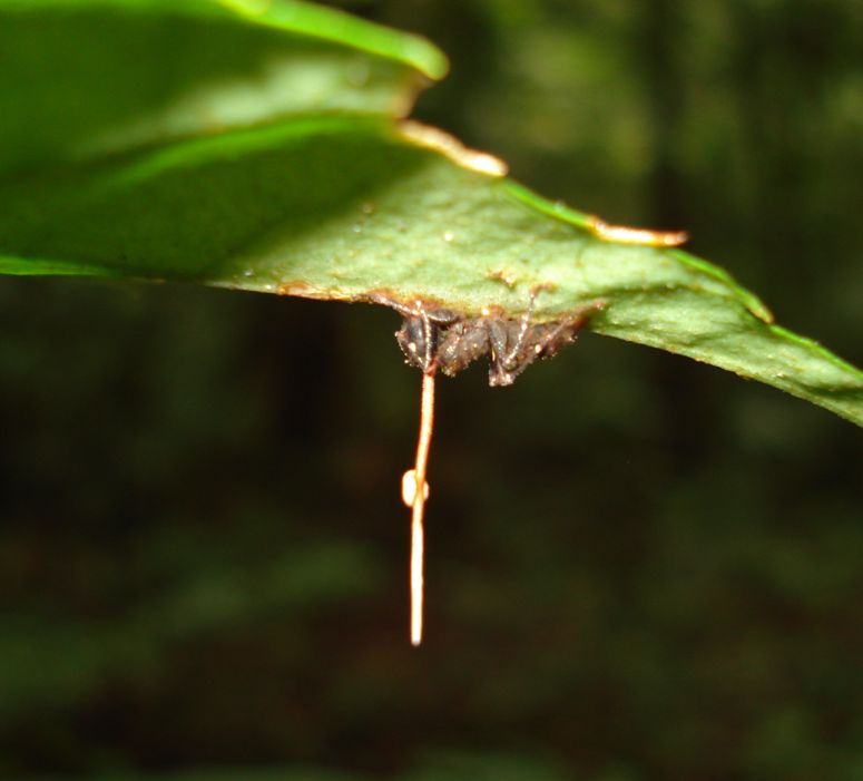 Myra (Camponotus leonardi) infekterad av svamp (Ophiocordyceps unilateralis) frvandlas till zombie.