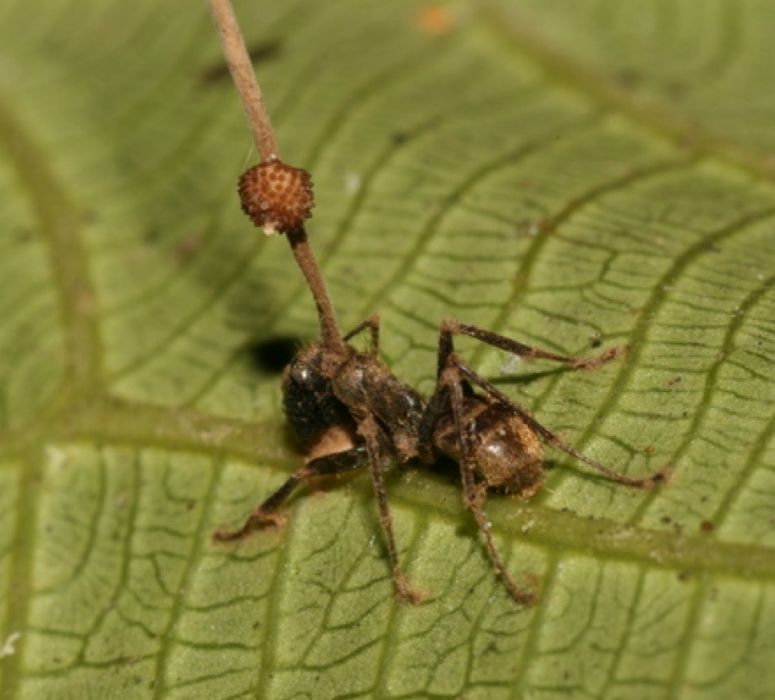 Myra (Camponotus leonardi) infekterad av svamp (Ophiocordyceps unilateralis) förvandlas till zombie.