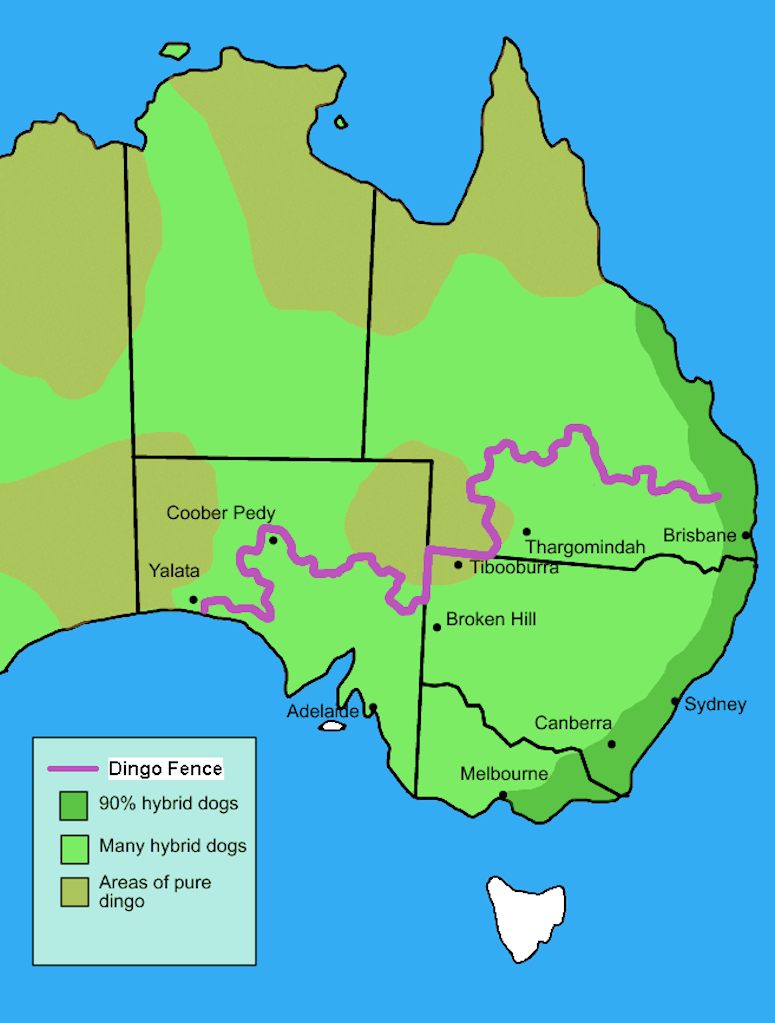 The Dingo Fence i Australien.