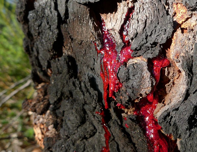 Bloodwood (blodträd) blöder röd sav.