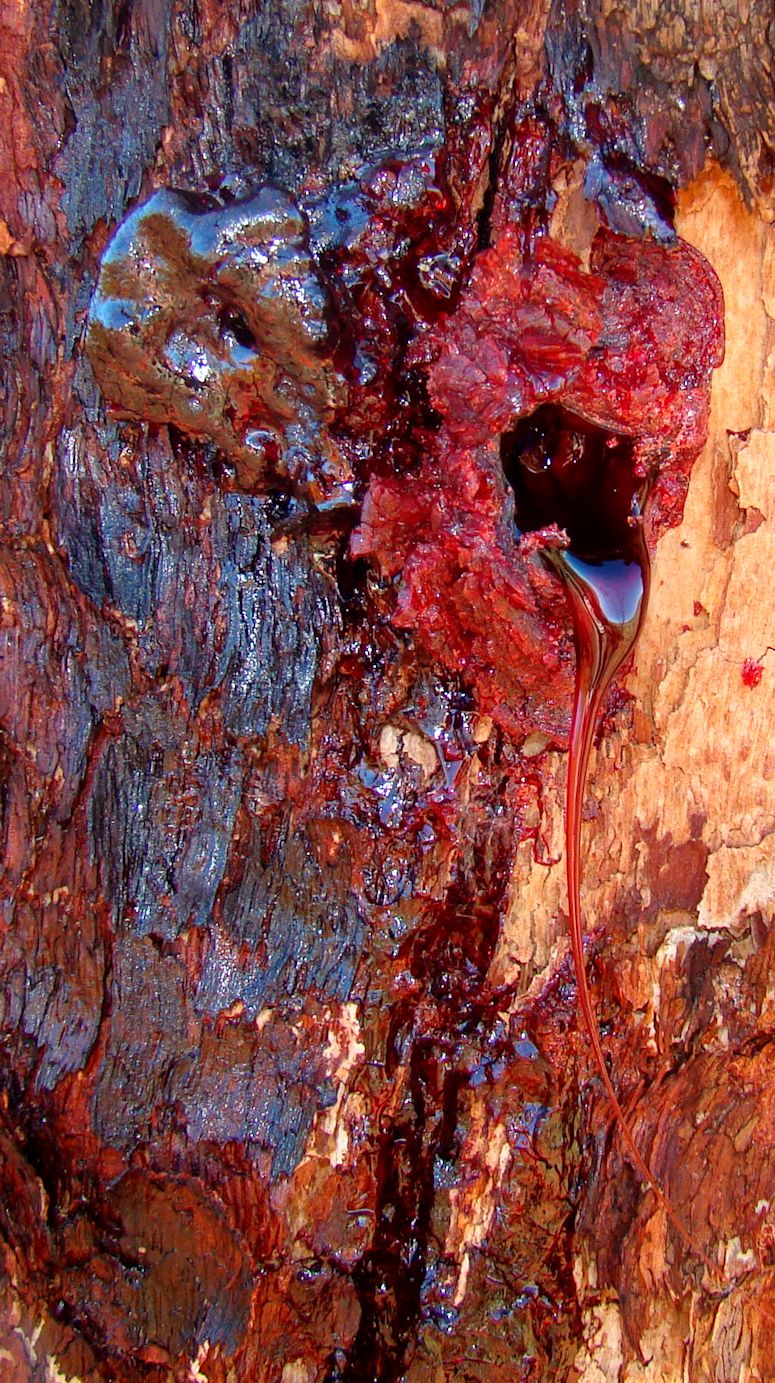 Bloodwood (blodträd) blöder röd sav.