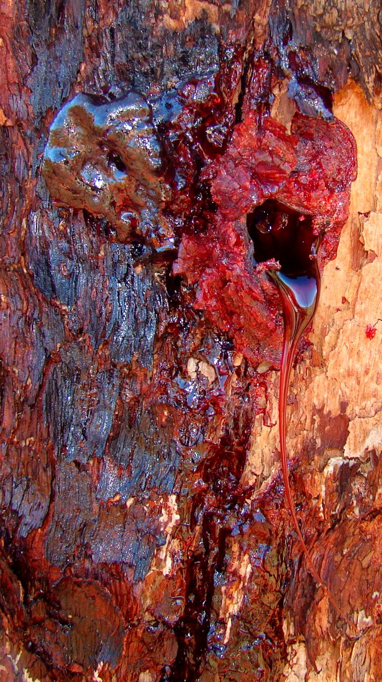 Bloodwood (blodtrd) blder rd sav.