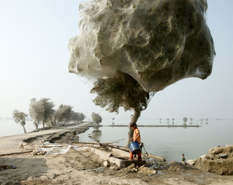 Träd täckta av spindelnät efter översvämning i Pakistan 2010