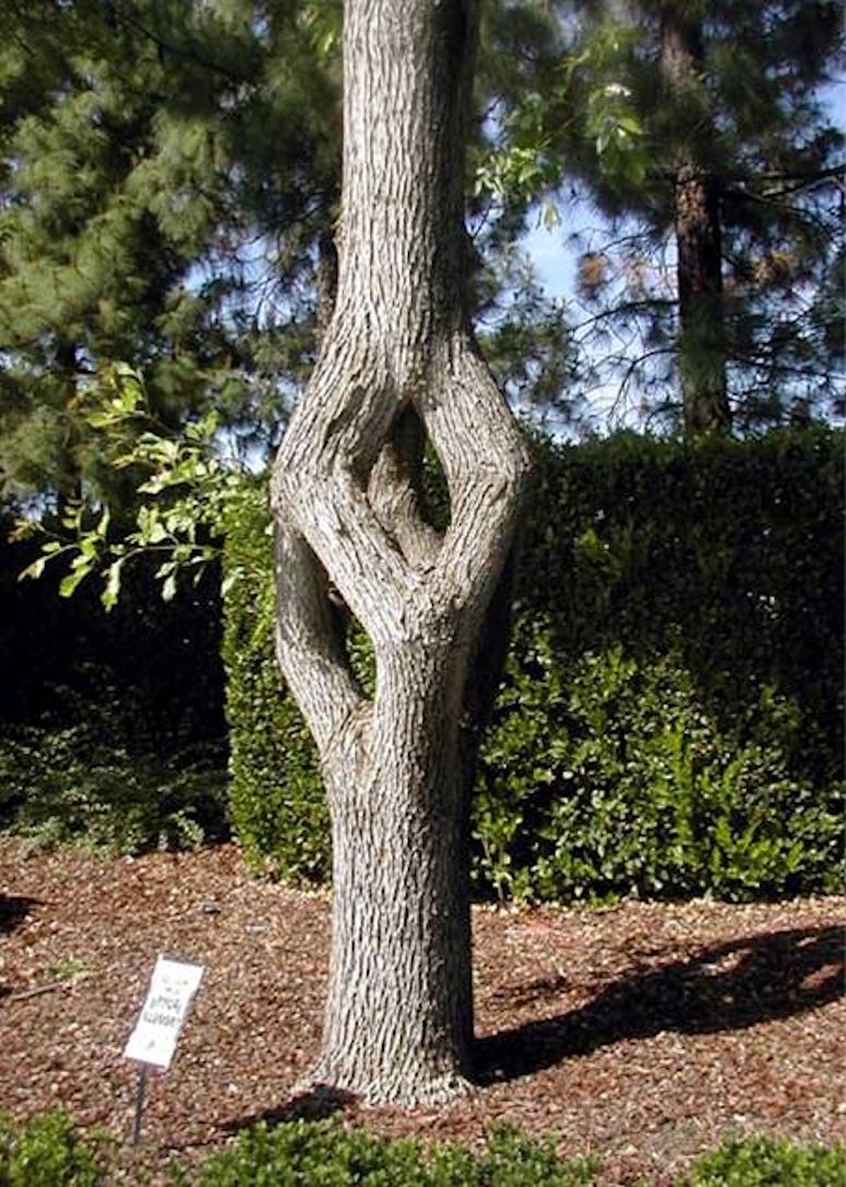 Trädskulpterare Axel Erlandson, ett träd han format