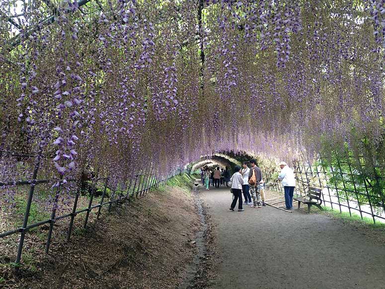 Tunnel av blregn i park i Japan