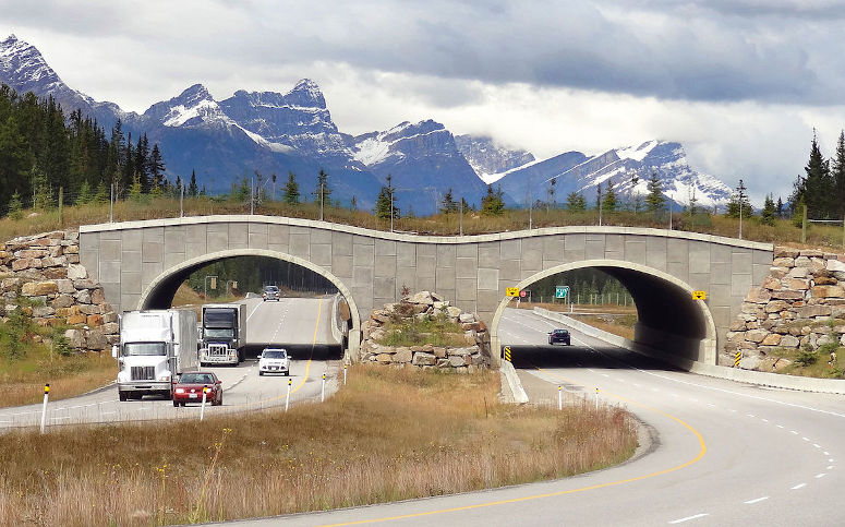 Ekodukt i Kanada - en bro för växter och djur.