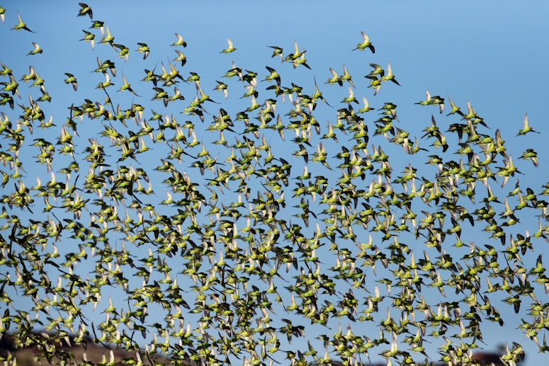 Vilda undulater i flock i Australien.